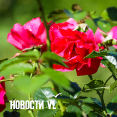 В понедельник на большей части Приморского края пройдут дожди, а со вторника установится жара