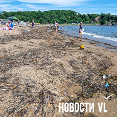 Катастрофических наносов водорослей и ракушек на Шаморе нет  но уборка требуется (ФОТО)