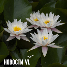Сегодня во Владивостоке до +27 °С