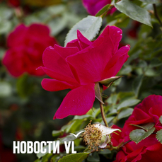Сегодня во Владивостоке до +21 °С
