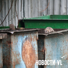 В парках, скверах и других общественных пространствах Владивостока проводят дератизацию