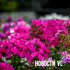 Сегодня во Владивостоке до +28 °С