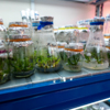 Фраза in vitro обозначает методику экспериментов в пробирке, вне естественной среды — newsvl.ru