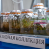 Активная коллекция – для научных экспериментов — newsvl.ru