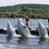 Фото: Приморский океанариум — newsvl.ru