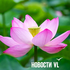 Сегодня во Владивостоке до +28 °С