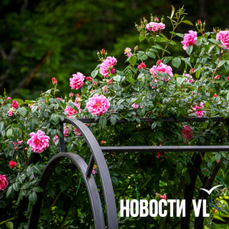 Сегодня во Владивостоке до +30 °С