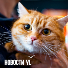 Пейнтбол, &laquo;Кастомфест&raquo; и раздача животных: анонсы событий во Владивостоке на субботу и воскресенье