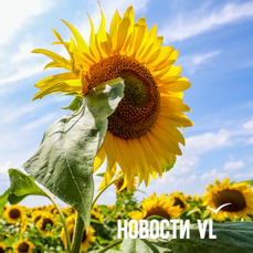 Сегодня во Владивостоке до +27 °C