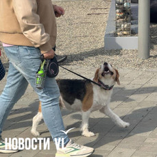 Конкурс костюмов, лотерея и полоса препятствий: в сентябре во Владивостоке пройдёт фестиваль &laquo;Собаки города_В&raquo;