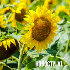 Сегодня во Владивостоке до +27 °С