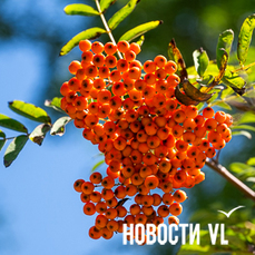 Оранжевые гроздья рябины стали заметнее на улицах Владивостока (ФОТО)