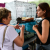 У каждого волонтёра свои передержки, где содержатся от 2 до 20животных — newsvl.ru
