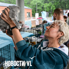 &laquo;Люди, собирающие десятками собак и кошек, не наша история&raquo;: основатель выставок-раздач  о помощи животным во Владивостоке
