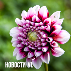 Сегодня во Владивостоке до +19 °C