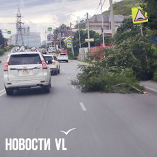 Сильный ветер ломает деревья во Владивостоке (ФОТО)