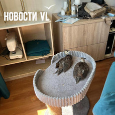 Три птенца павлина потерялись во Владивостоке