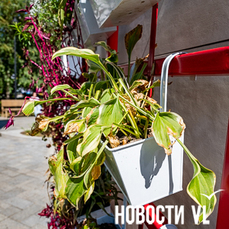 Новую систему автополива &laquo;вертикального сада&raquo; в сквере Городов-побратимов обещают смонтировать в течение месяца