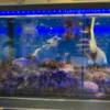 Москва. Морской ёж по 1184 рубля за килограмм — newsvl.ru