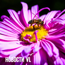 Сегодня во Владивостоке до +24 °C