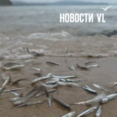 Скумбрия загнала анчоуса на берег посёлка Авангард (ВИДЕО)