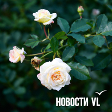 Сегодня во Владивостоке до +18 °C