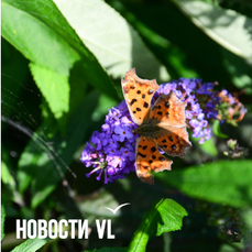 Сегодня во Владивостоке до +19 °C