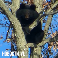 С начала года в Приморье медведи 33 раза выходили к населённым пунктам — один из них приплывал во Владивосток
