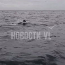 В поисках тунца рыбаки встретили стаю дельфинов в Приморье (ВИДЕО)