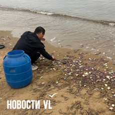 На берег Шаморы шторм выбросил огромное количество морского червя – его активно собирают китайцы