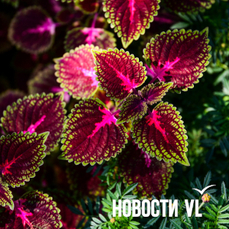 Сегодня во Владивостоке до +15 °C