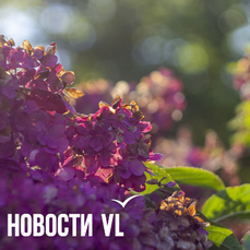 Сегодня во Владивостоке до +18 °С