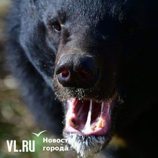 В 2026 году в Приморье медведи нападали на людей восемь раз, но все не смертельно