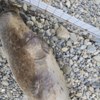 Тюлень перед выпуском — newsvl.ru