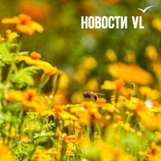 Сегодня во Владивостоке снова потеплеет до +20 °C