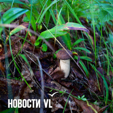 В лесу в Спасском районе заблудился мужчина, его пришлось искать спасателям