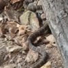 Фото того самого щитомордника от пострадавшего — newsvl.ru