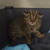 Дальневосточная лесная кошечка — newsvl.ru
