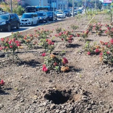 Десятки растений украли с новых клумб на Второй Речке