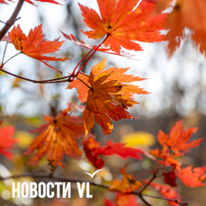 Сегодня во Владивостоке до +15 °C