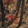 Район улицы Лесной — newsvl.ru
