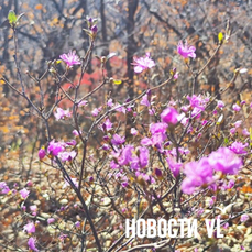 В пригороде Владивостока расцвёл рододендрон