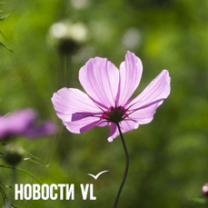 Сегодня во Владивостоке до +11 °C