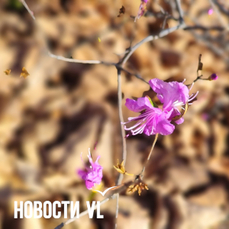 Сегодня во Владивостоке до +8 °С