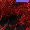 Чат — newsvl.ru