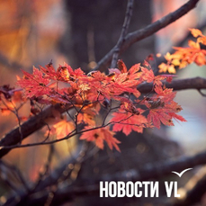 Сегодня во Владивостоке до +5 °C